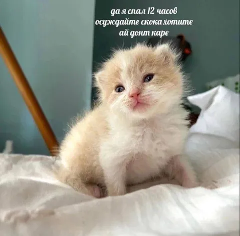 Кот спал 12 часов