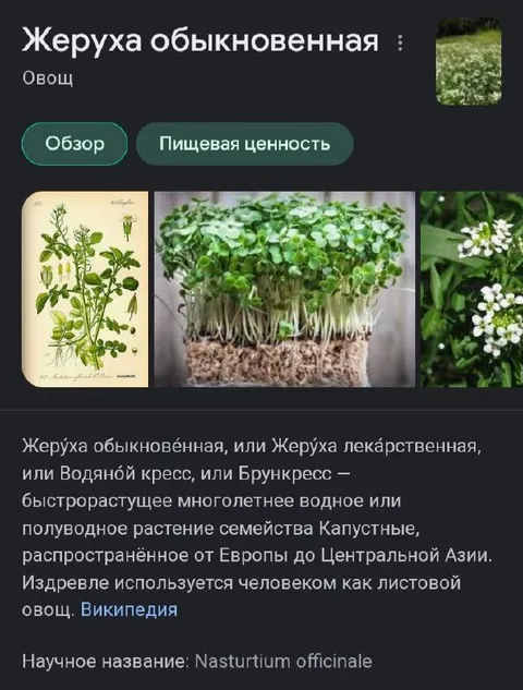 Жеруха обыкновенная как тотемное растение