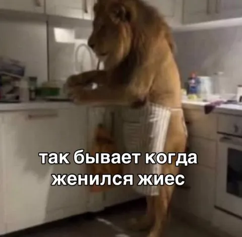 Лев после женитьбы на кухне