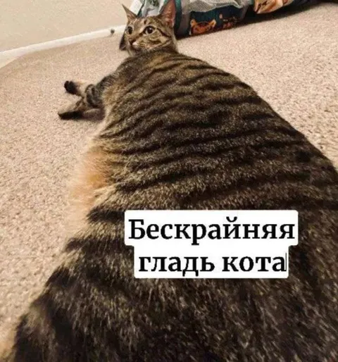 Бескрайняя гладь кота