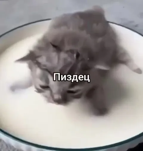 Котёнок в молоке
