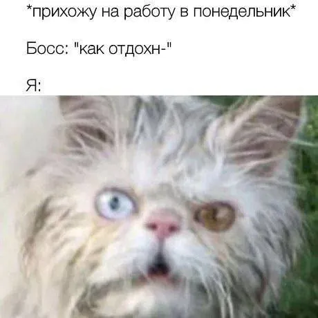 Шокированный кот в понедельник