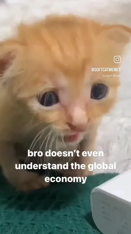 Kitten Doesn't Understand the Economy