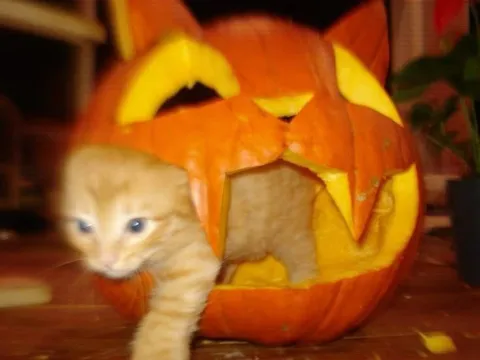 Котёнок вылезает из тыквы