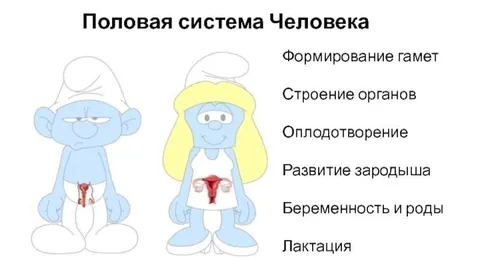 Половая система человека у смурфов