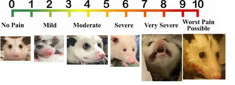 Mouse Pain Scale