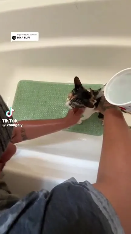 Do a Flip, Cat