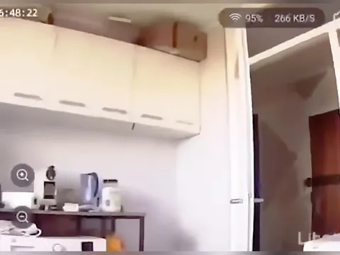 Кот внезапно приближает лицо