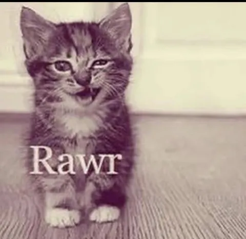Tiny Kitten Says Rawr