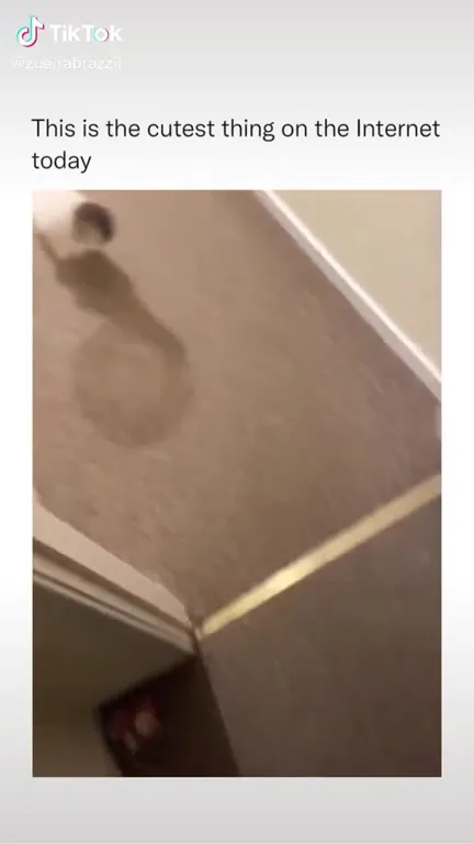 Cat Chases a Balloon