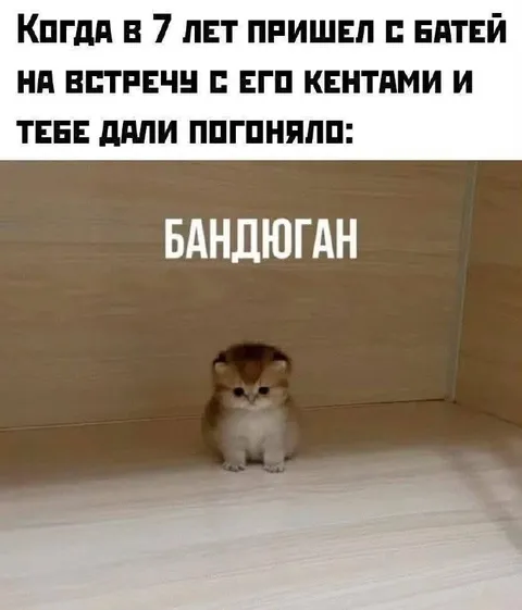 Котёнок-бандюган на встрече