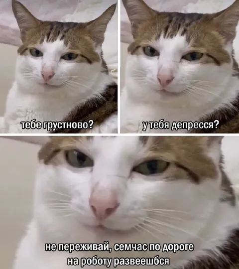 Кот утешает перед работой