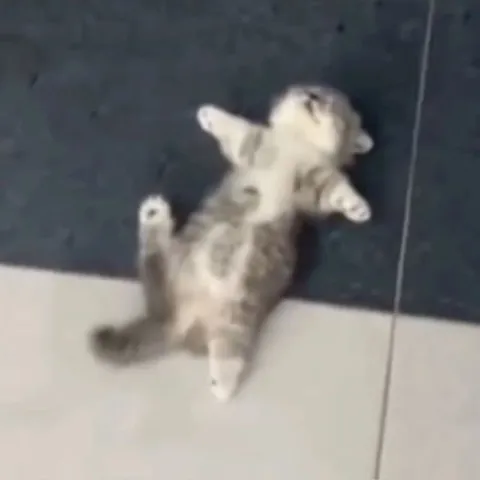 Кот лежит на спине