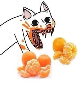 Кот яростно атакует мандарины