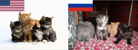Американские и русские котята