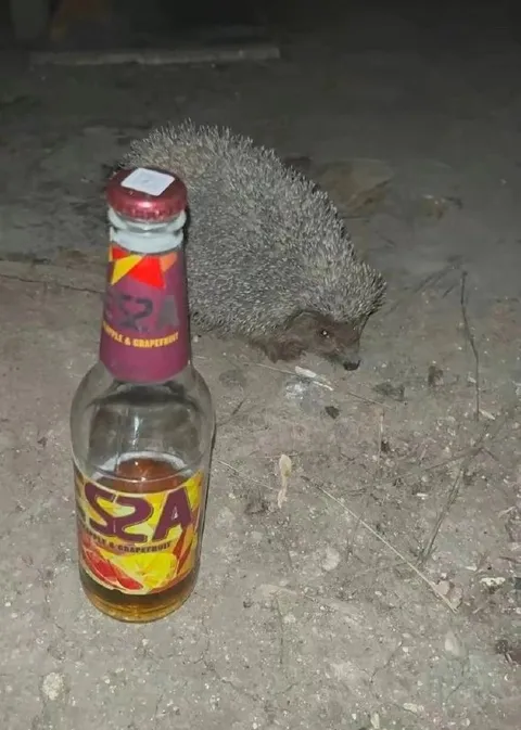 Ёжик и бутылка пива