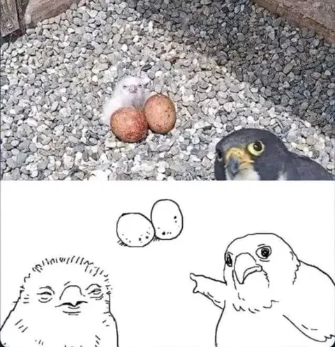 Птенец среди картошки