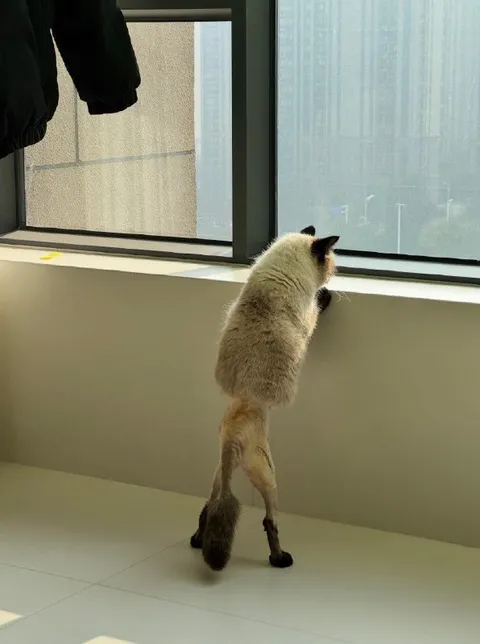 Кот выглядывает в окно