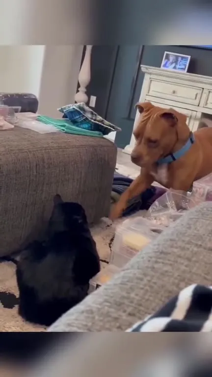 Dogs Bring Backup