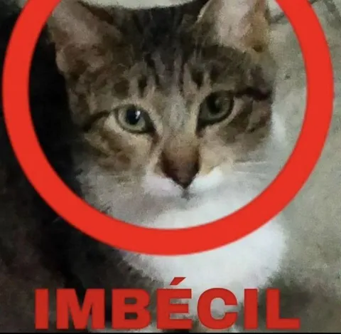 Gato que dice imbécil