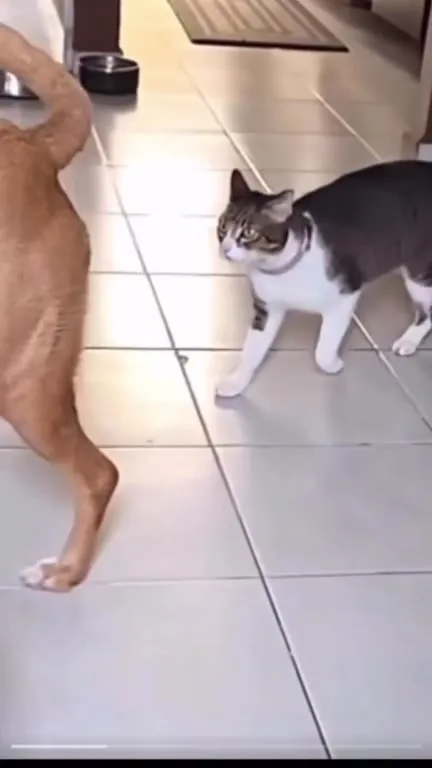 Кот атакует хвост собаки
