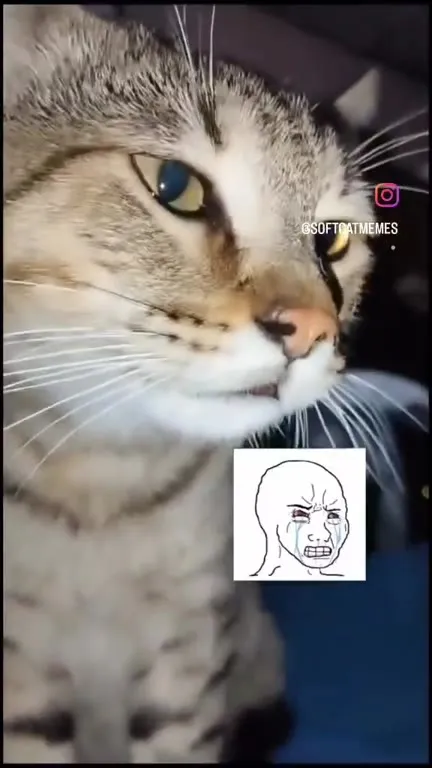 Кот не выдержал и ушёл