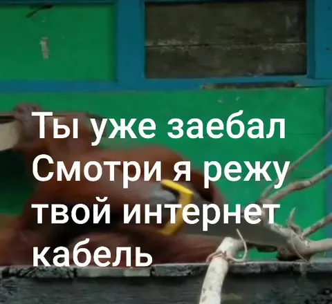 Орангутан режет интернет-кабель
