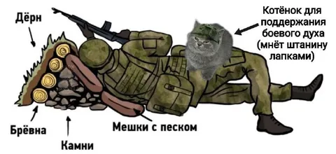 Котёнок для боевого духа
