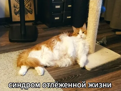 Синдром отлёженной жизни