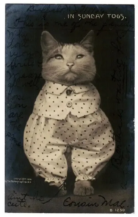 Cat in Sunday Clothes