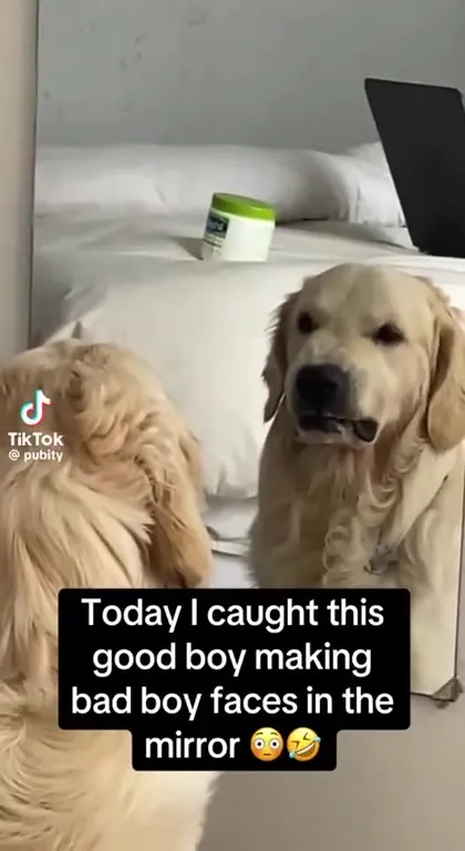 Golden Retriever Makes Bad Faces