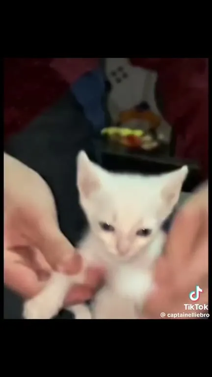 Cats Singing Who Can It Be Now