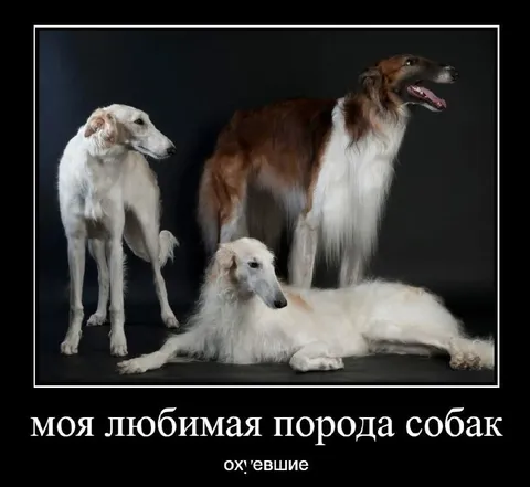 Моя любимая порода собак