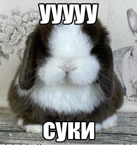 Кролик кричит «суки»