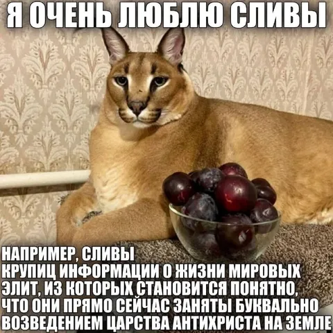 Кот, который любит сливы