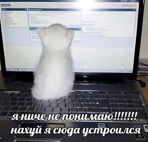 Кот ничего не понимает на работе