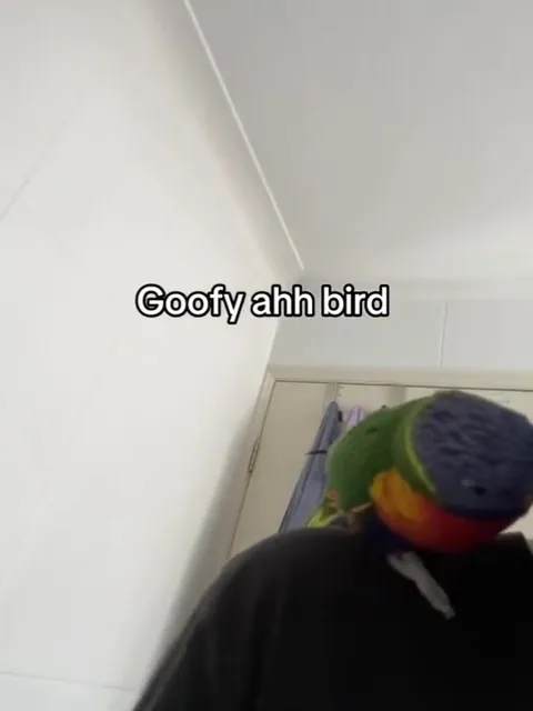 Goofy Ahh Bird