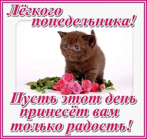 Лёгкого понедельника с котёнком