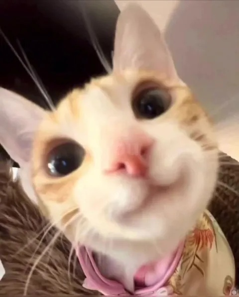 Cats Demand Gym Gains