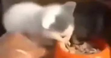 Котёнок драматично уходит от миски