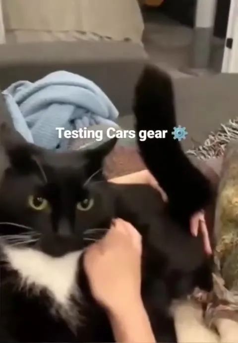 Testing Cat's Gear
