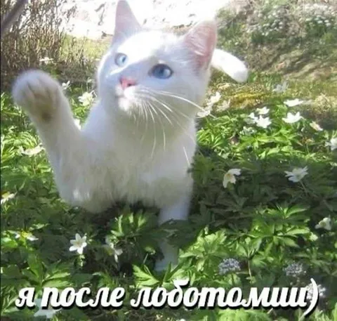 Кот после лоботомии
