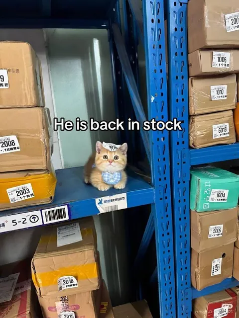 Cat Back in Stock