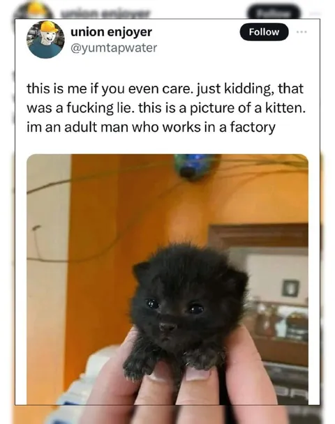 Adult Factory Worker Kitten