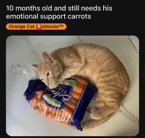 Cat Needs Emotional Support Carrots