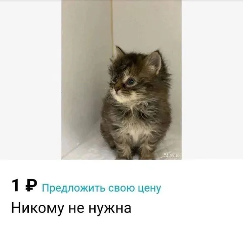 Котёнок за один рубль
