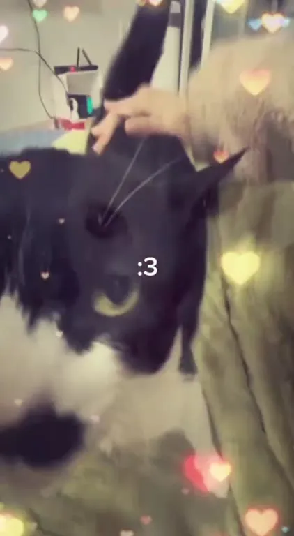 Коты с милым выражением :3