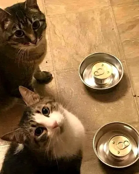 Коты смотрят на миски с кормом