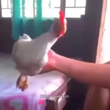 Курица крутится на руке