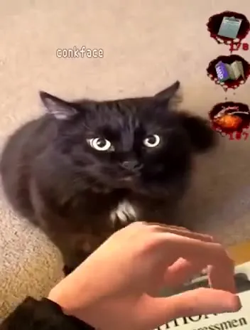 Angry Cat Petition Attack